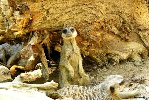 Suricate monte la garde 2011