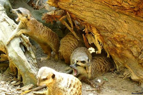 Groupe de Suricate Sable d'Olonne