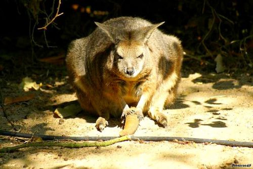 Wallabie au Sable d'Olonne 2011