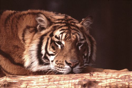 Tigre dans parc zoologique à Stuckenbrock
