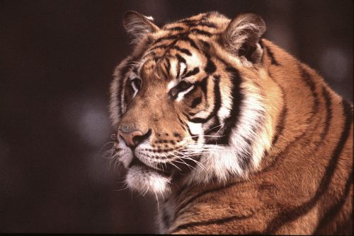 Tigre dans parc zoologique à Stuckenbrock