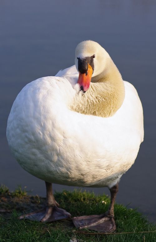 langue des cygnes... France