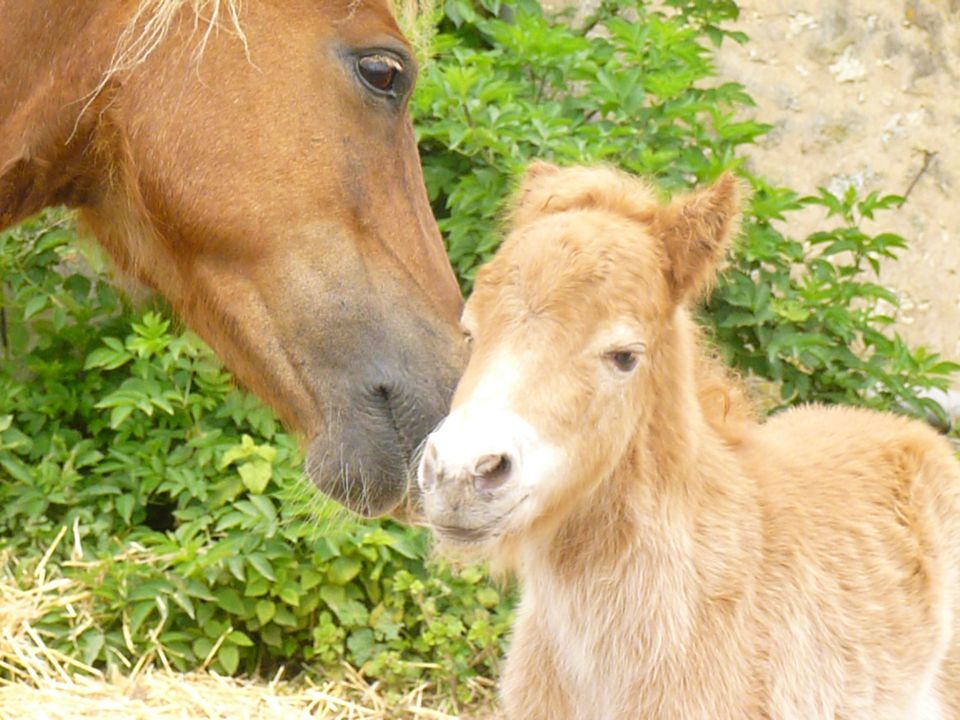 Les poneys Feol'