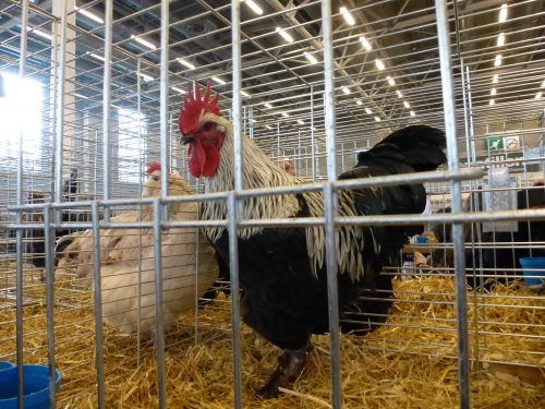 Coq et poule au Salon de l'Agriculture