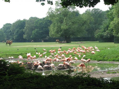 Au Tierpark - Flamants roses et dromadaires !