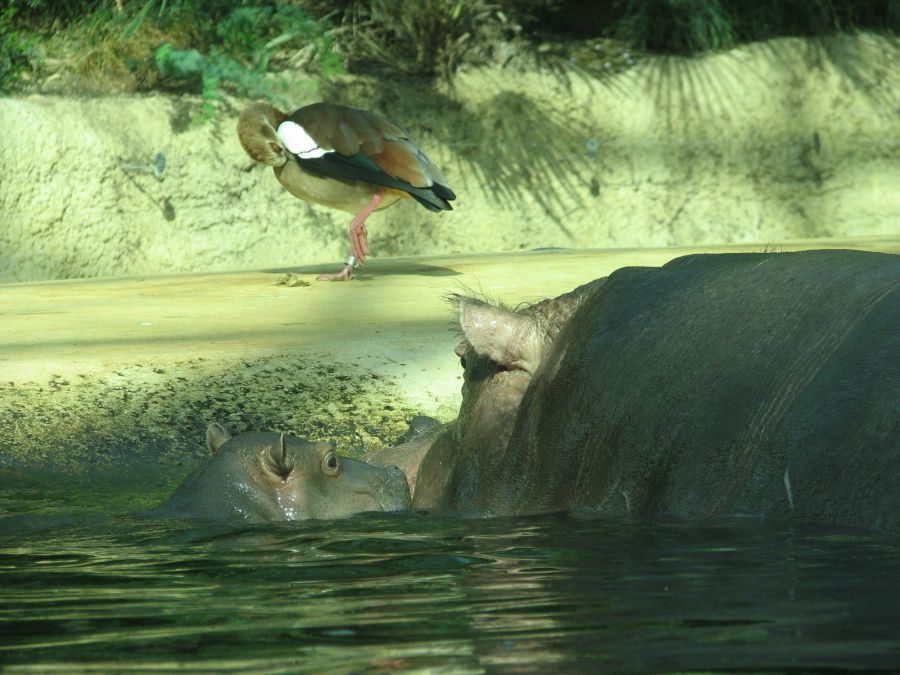 Maman hippo et son petit