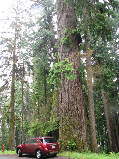 Un géant dans la forêt de Quinault