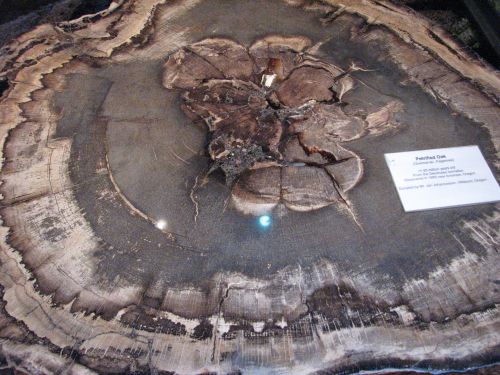 Chêne pétrifié (11 à 25 millions d'année !)