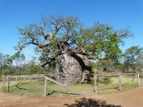 Baobab géant de 14 mètres de circonférence qui servit de prison temporaire il n'y a pas si longtemps.
