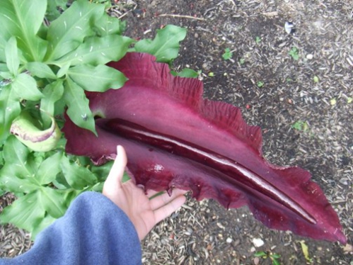 dracunculus-vulgaris-flower.jpg