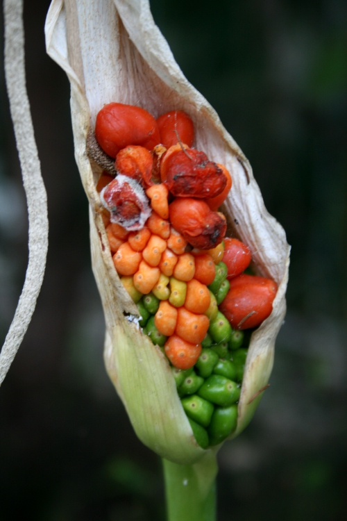 Dracunculus_canariensis.jpg