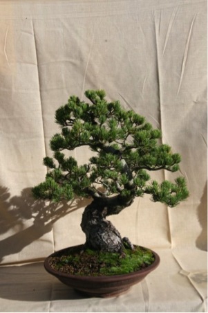 Pinus penta 1.jpg