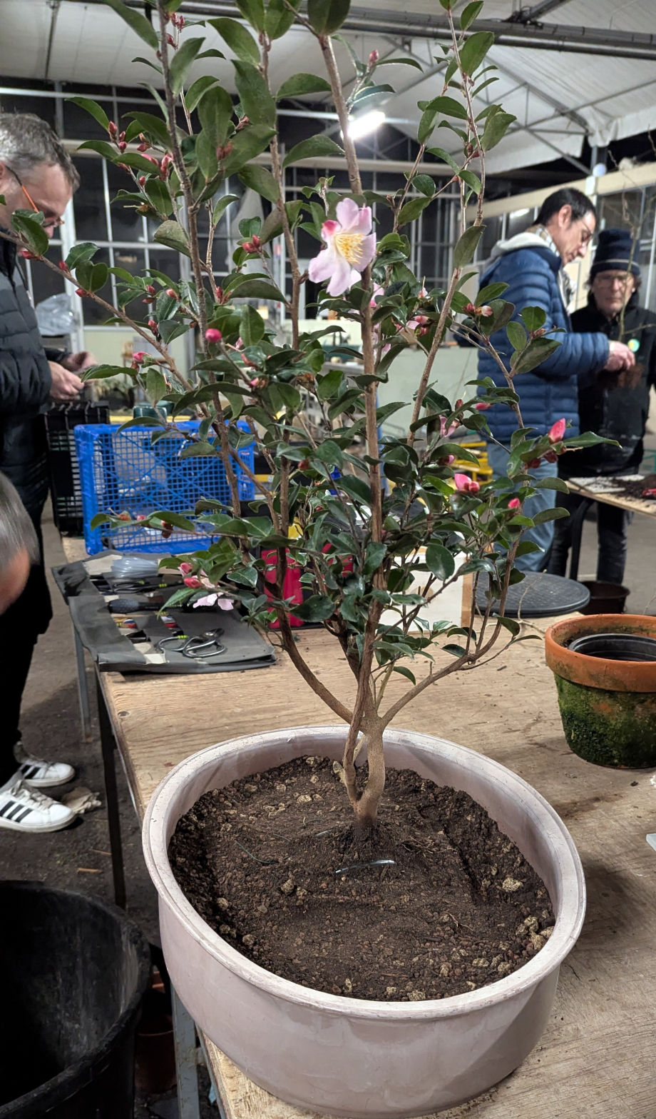 camelia en pot pour culture du nebari