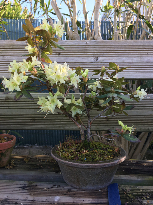 Rhododendron jaune - Seb