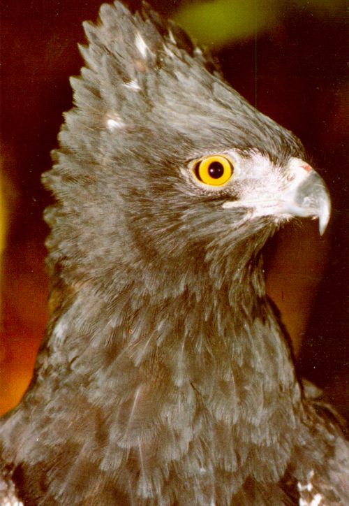 Aguila crestada negra