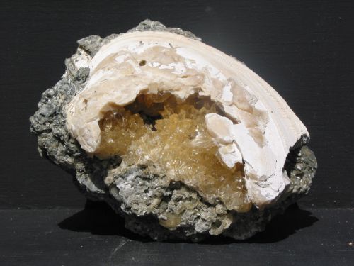 coquillage calcite