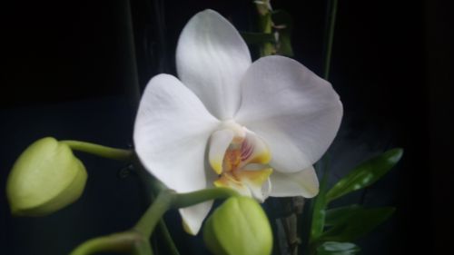 Phalaenopsis blanc