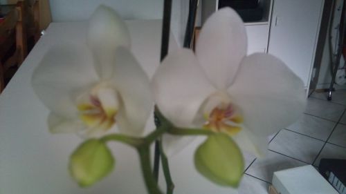 Phalaenopsis blanc