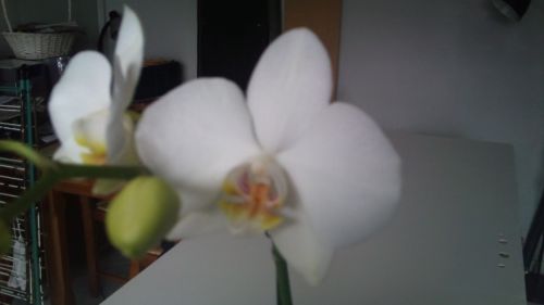 Phalaenopsis blanc