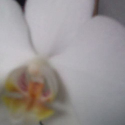 Phalaenopsis blanc