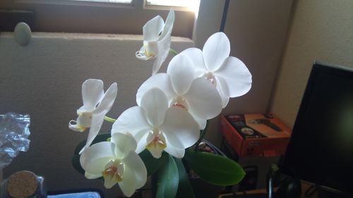 Phalaenopsis blanc