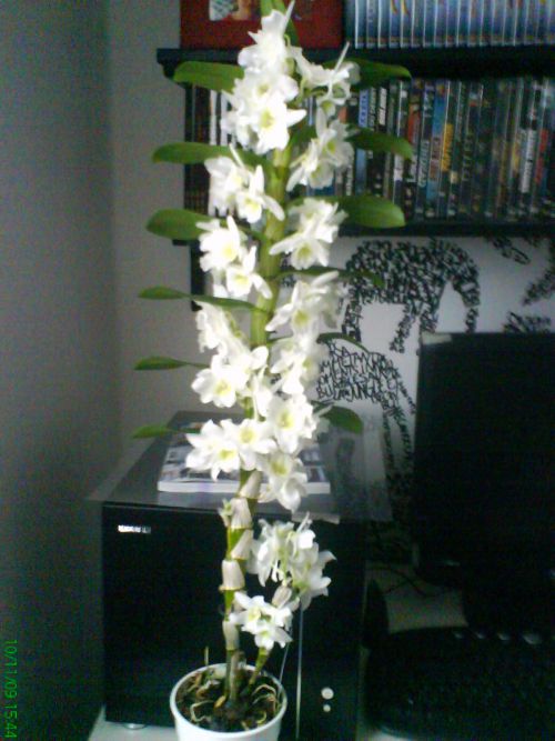 Dendrobium nobile: En fleur