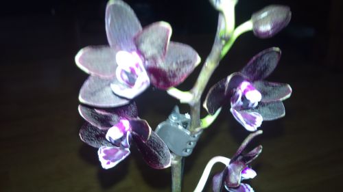 Phalaenopsis hybride miniature