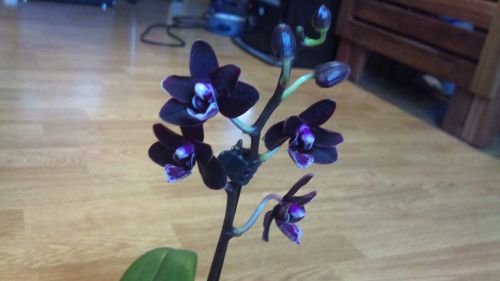 Phalaenopsis hybride miniature