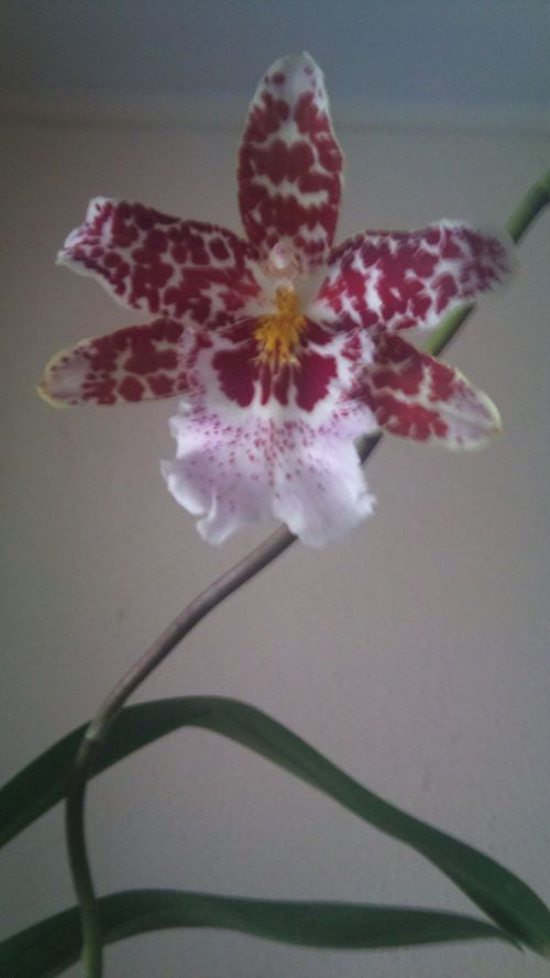 Odontoglossum Vuylstekeara Cambria 