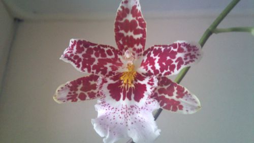 Odontoglossum Vuylstekeara Cambria 