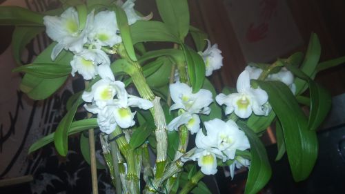 Dendrobium nobile : en fleurs