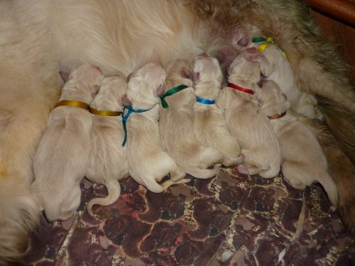 006/  30 Mai - 10 heure - Ca y est la famille est au complet avec les 8 bébés