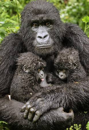 Twin-hope-by-Diana-Rebman_Commended-WPY-2013-310x450.jpg