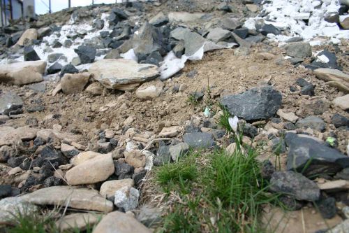 Le pouvoir de la nature au milieu des débris et des cailloux, elle reprend ses droits!!!