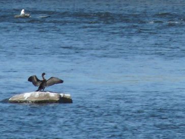 cormoran à aigrettes