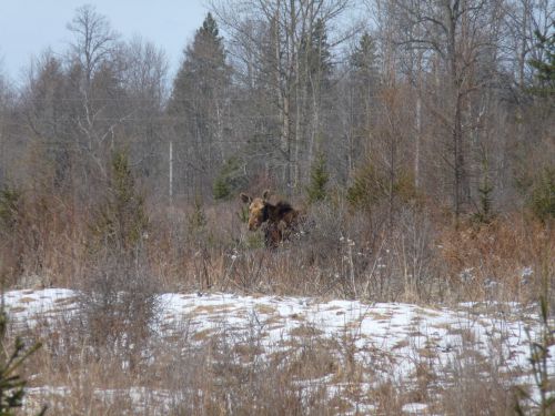 Femelle orignal dans un champ (sur la route entre Ottawa et le parc Algonquin)