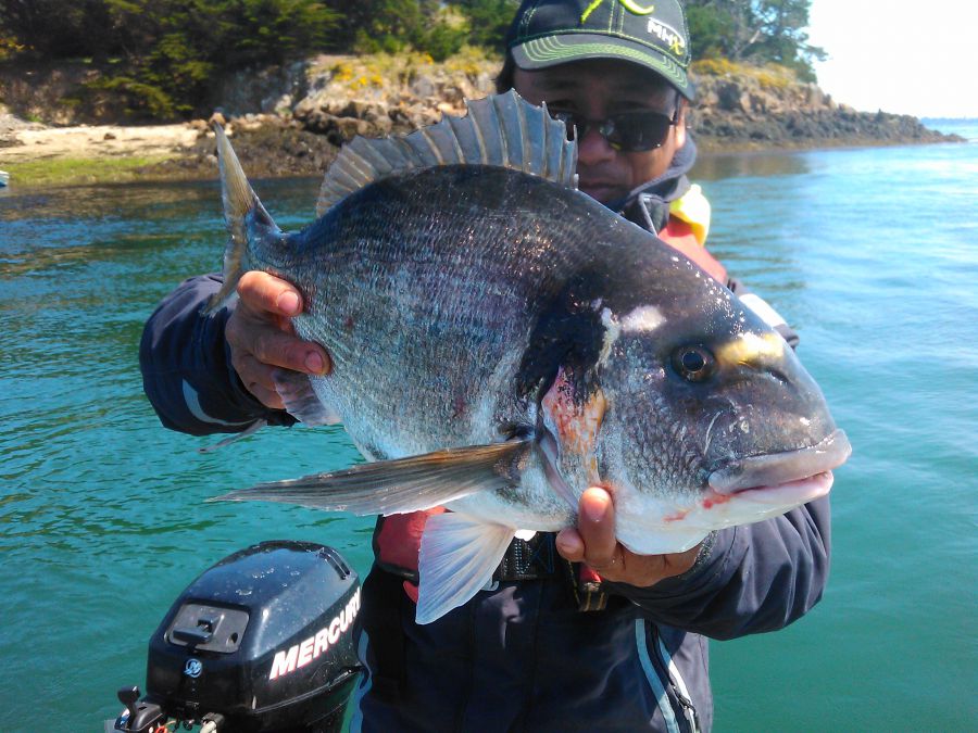 Elle a la forme d'une carangue et pèse 3,5kg