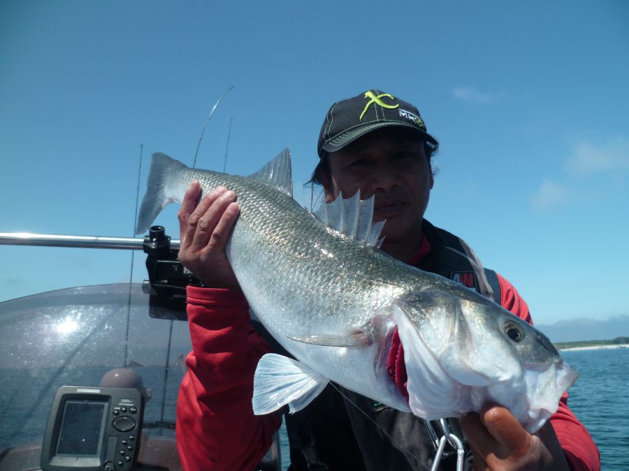 Pêche à gratter pour ce pépère. Nitro shad smoke 150 et 35 de TP dans 8 m d'eau. Eh oui je surplombe et ne joue pas en finesse.