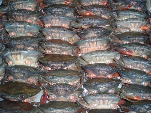 Crabes au marché de Mui Né