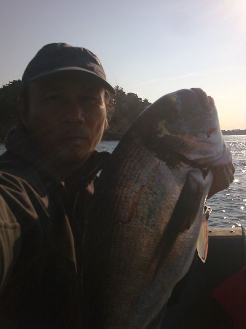 Dorade Royale de 4 kg prise au petit matin (Golfe du Morbihan)