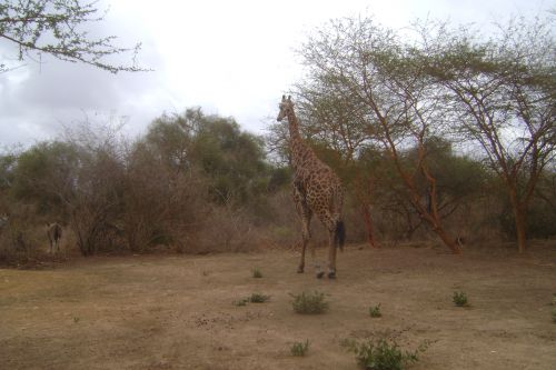 Une girafe - Photo NGA