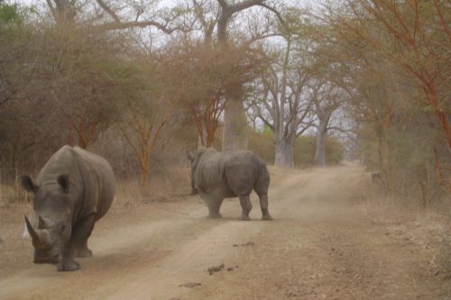 Les Rhinocéros - Photo NGA