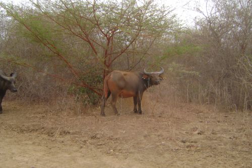 Buffle - Photo NGA