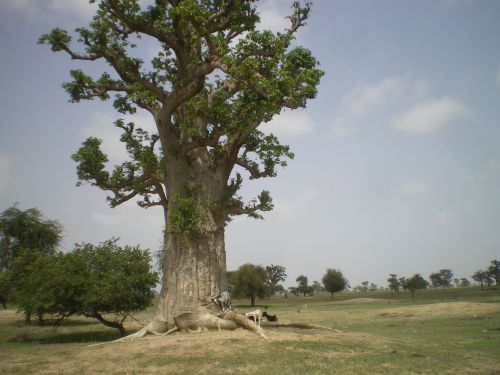 Paysage du Sénégal - Afrique - Baobab - Photographie de Frédéric Duval