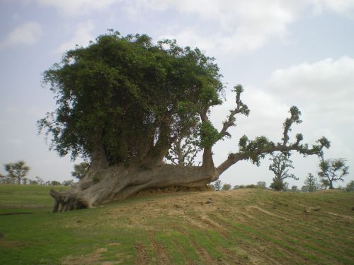 Paysage du Sénégal - Afrique - Photographie de Frédéric Duval