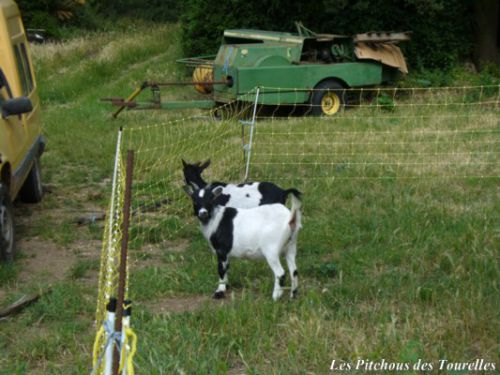 Chèvres naines dans grillage électrifié