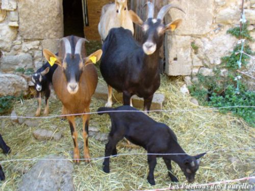 Famille chèvres