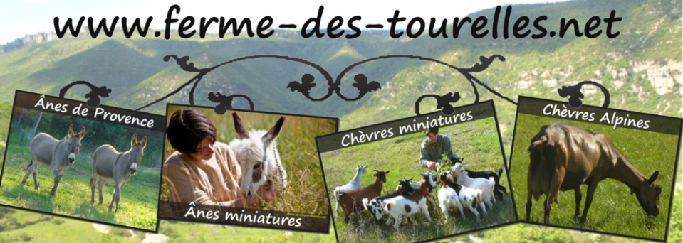 www.ferme-des-tourelles.net  -  Nos CHEVRES ALPINES