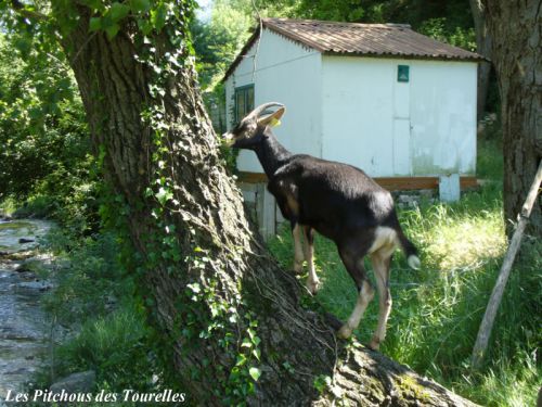 Citronnelle qui grimpe aux arbres