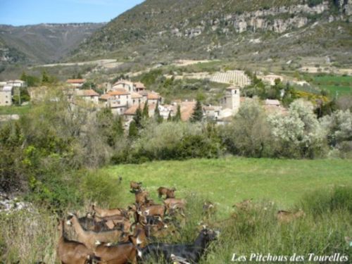 Les chèvres dnas un pré à côté de la ferme avec toujours le village et sa vallée en toile de fond